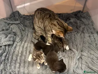 Persian cats 4 beautiful kittens - Advert 1