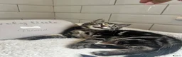 Bengal cats for sale: Tabby mixed kittens  - Advert 13