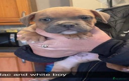 Mixed Breed dogs for sale: Staffy/pocket bully - Image 2