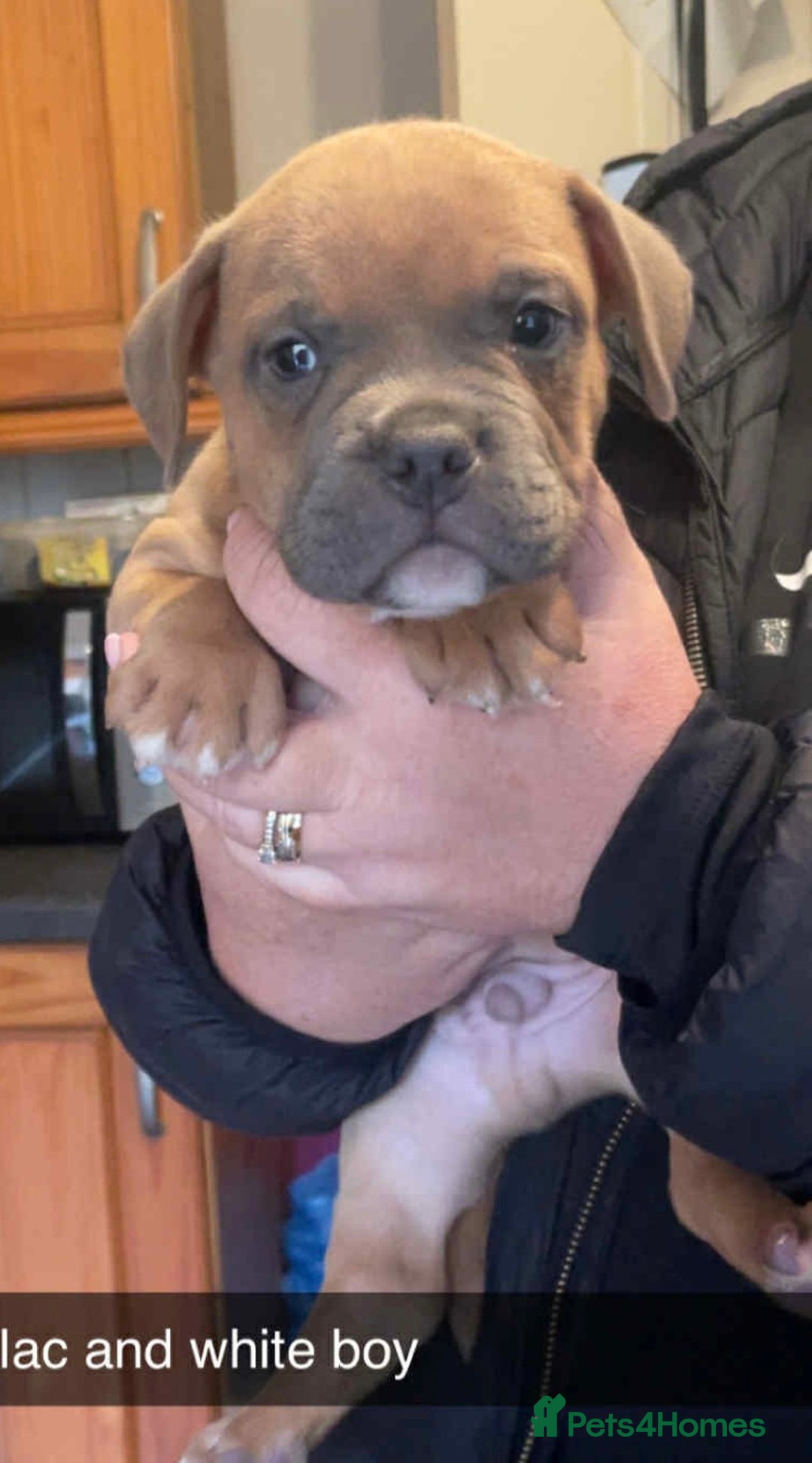 Mixed Breed dogs for sale: Staffy/pocket bully - Image 2