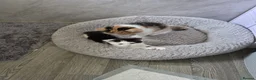 Mixed Breed cats for sale: Beautiful litter of 4 mixed sex in Ashbourne - Advert 4