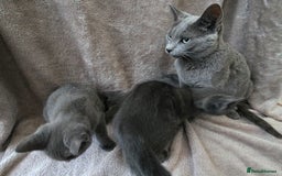 Russian Blue cats for sale: Russian Blue Kittens - Image 3