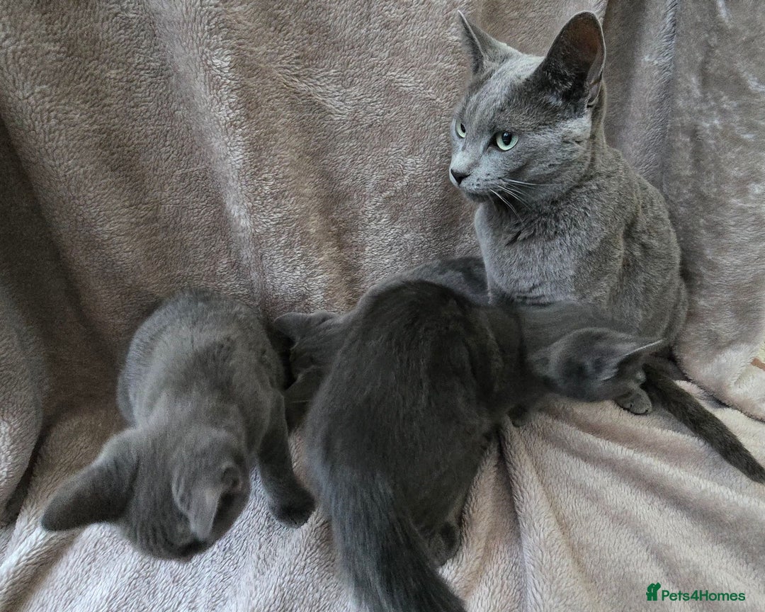 Russian Blue cats for sale: Russian Blue Kittens - Image 3