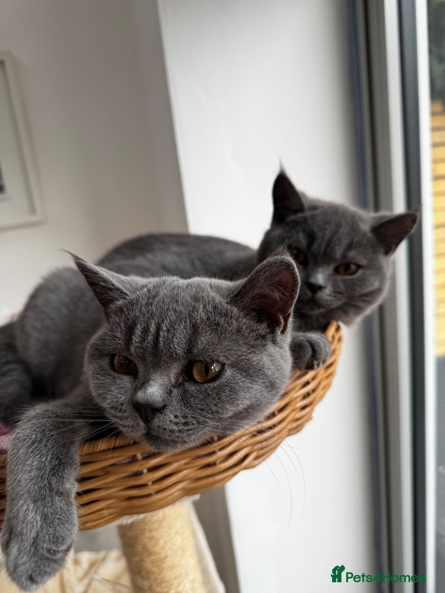 British Shorthair cats 3 British shorthair kittens - Advert 1