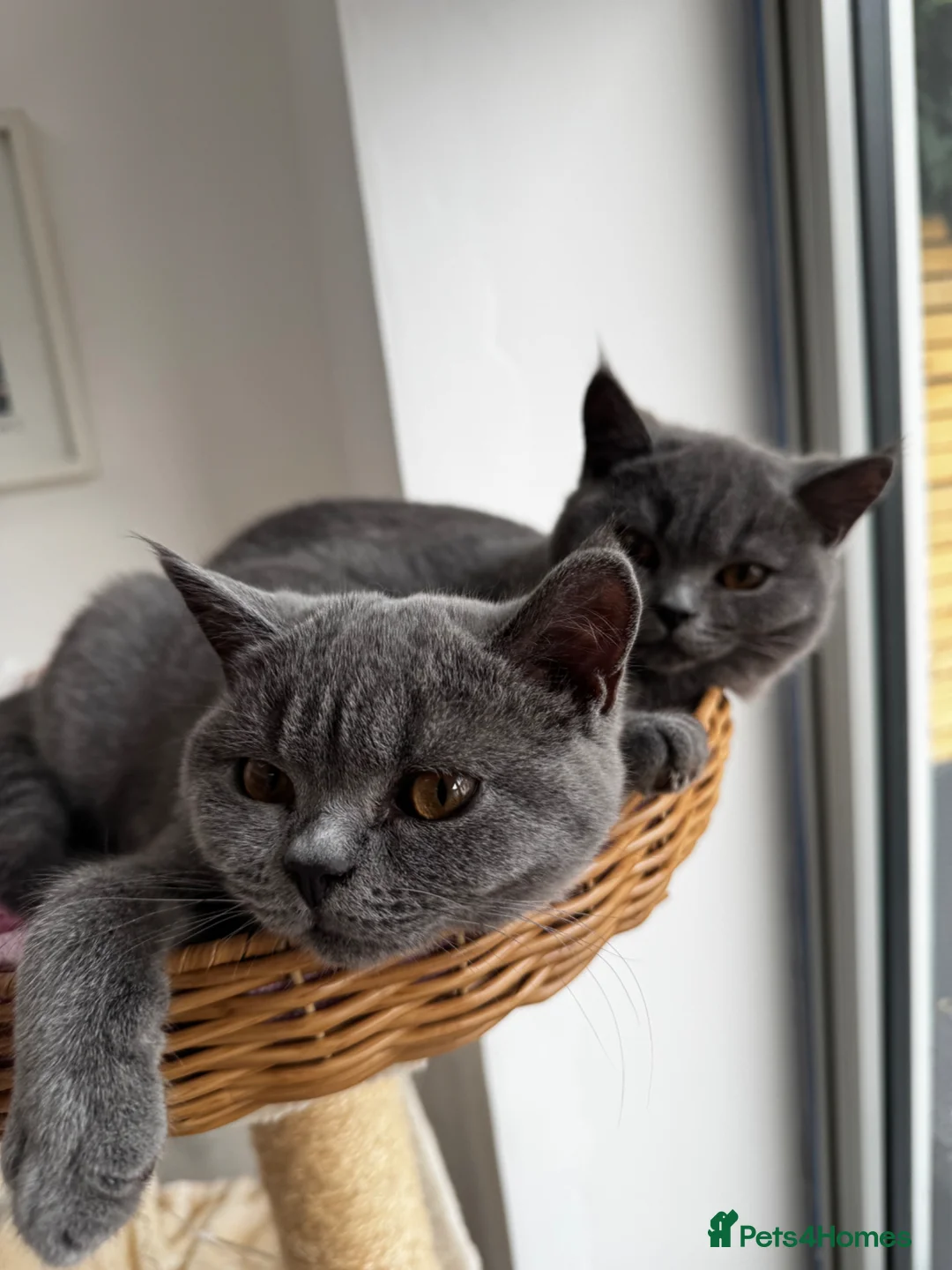 British Shorthair cats for sale: 3 British shorthair kittens in Nottingham - Advert 1