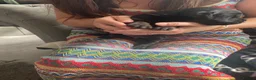 Mixed Breed dogs for sale: Rottweiler/ Retriver mix  - Advert 7
