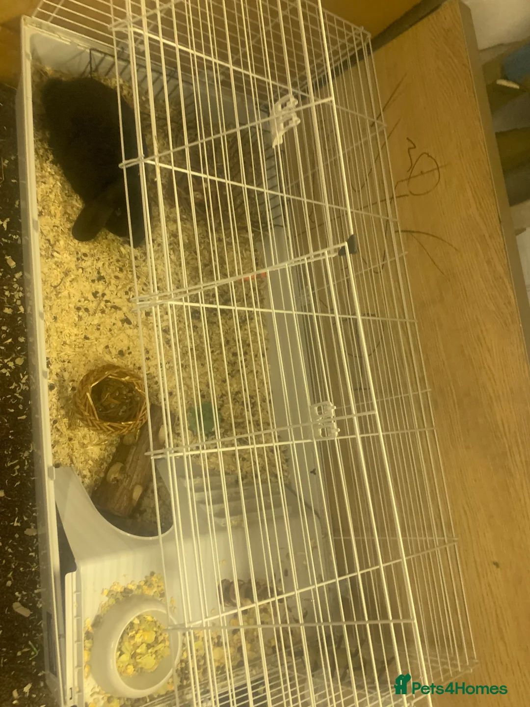 Mixed Breed rabbits for sale: Two rabbits for sale  in Wolverhampton - Advert 2