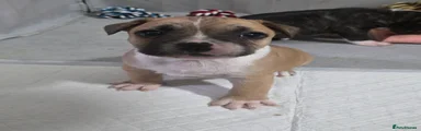 Mixed Breed Puppy 1