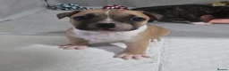Mixed Breed dogs for sale: French bulldog x Staffordshire bull terrier - Advert 12