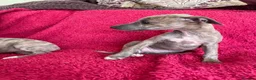 Mixed Breed dogs for sale: Stunning Wiggy’s Italian greyhound x whippet  - Advert 12