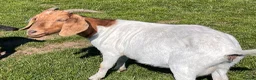 Goats livestock for sale: 2 Boer Nannie goats  - Advert 4