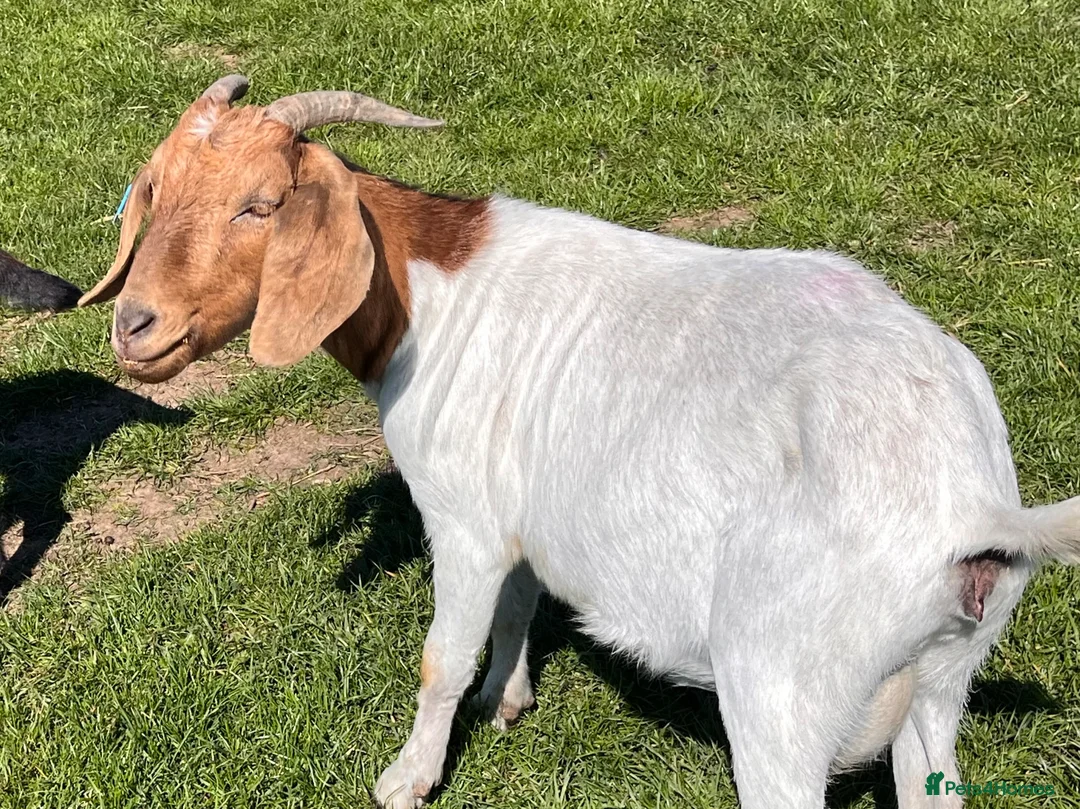 Goats livestock for sale: 2 Boer Nannie goats  - Advert 4