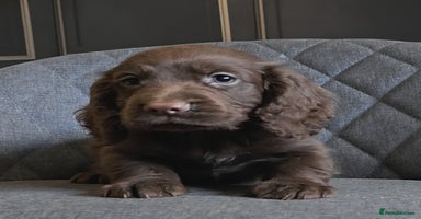 Cocker Spaniel dogs - Advert 5