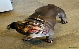 French Bulldog dogs for sale: Beautiful chocolate Merle girl  - Image 2