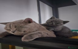 British Shorthair cats for sale: 2 little British Shorthair boys - Image 5