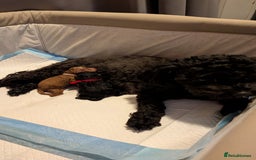 Shihpoo dogs for sale: Toy f1bb shipoo - Image 10