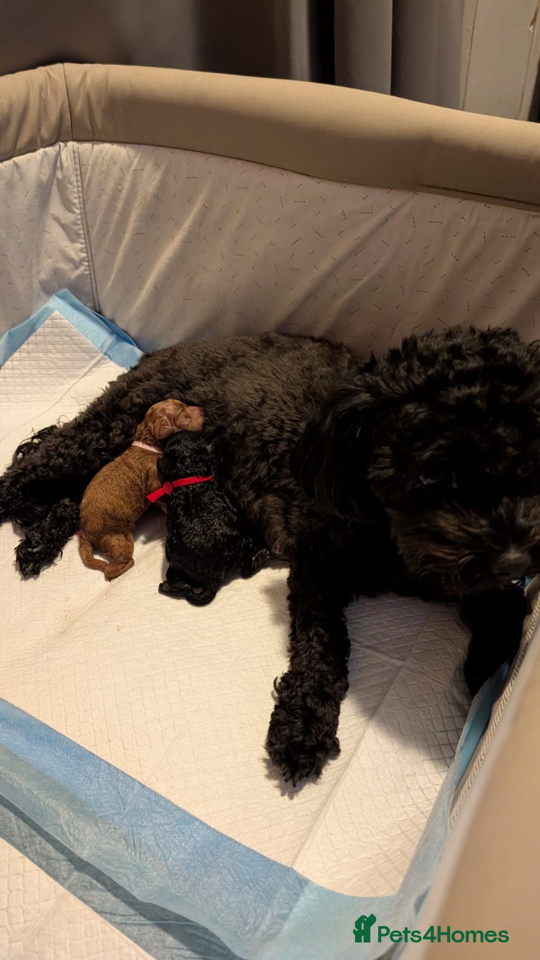 Shihpoo dogs for sale: Toy f1bb shipoo - Image 10