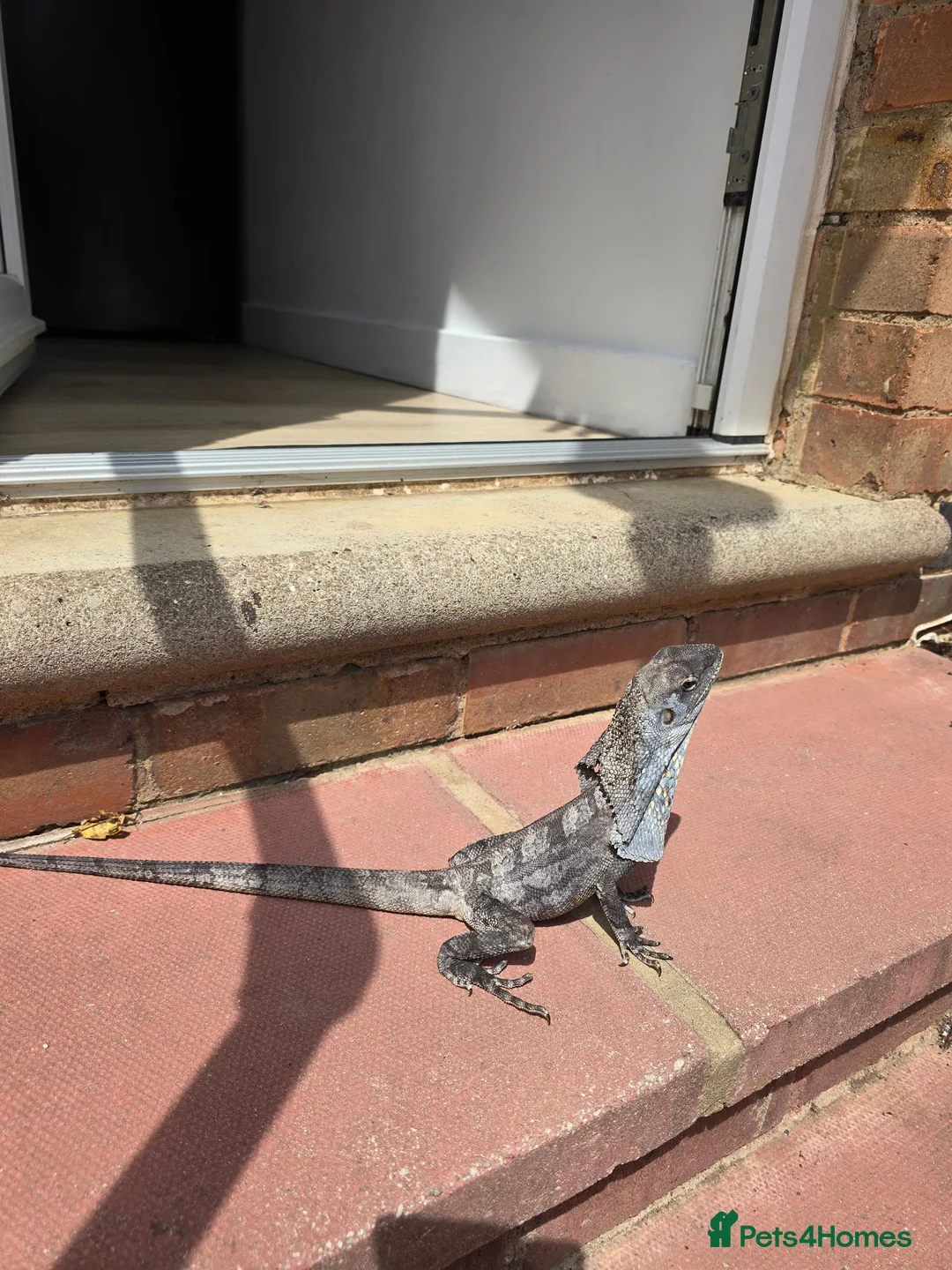 Lizard reptiles for sale: Frilled dragon  - Advert 2
