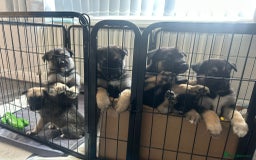 Shepsky dogs for sale: Shepsky - Image 23