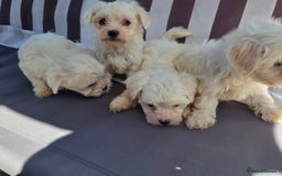 Maltese dogs for sale: Maltese puppies  - Image 11