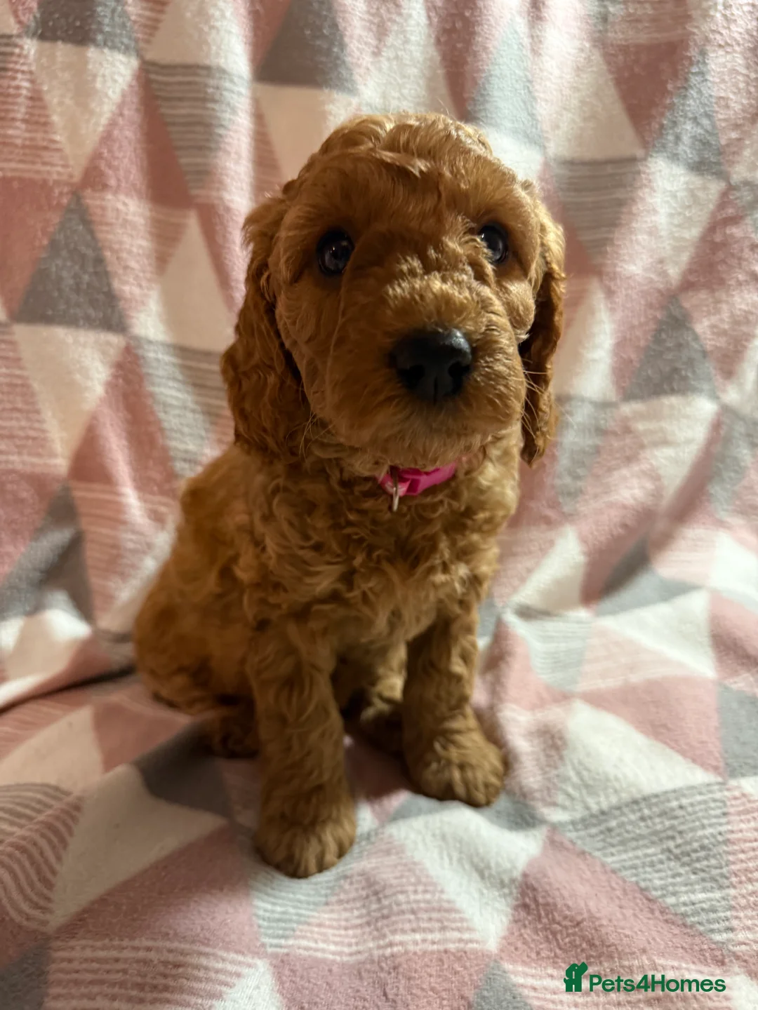 Labradoodle dogs for sale: Exceptional F1BB Labradoodle Puppies - Home Raised - Advert 26