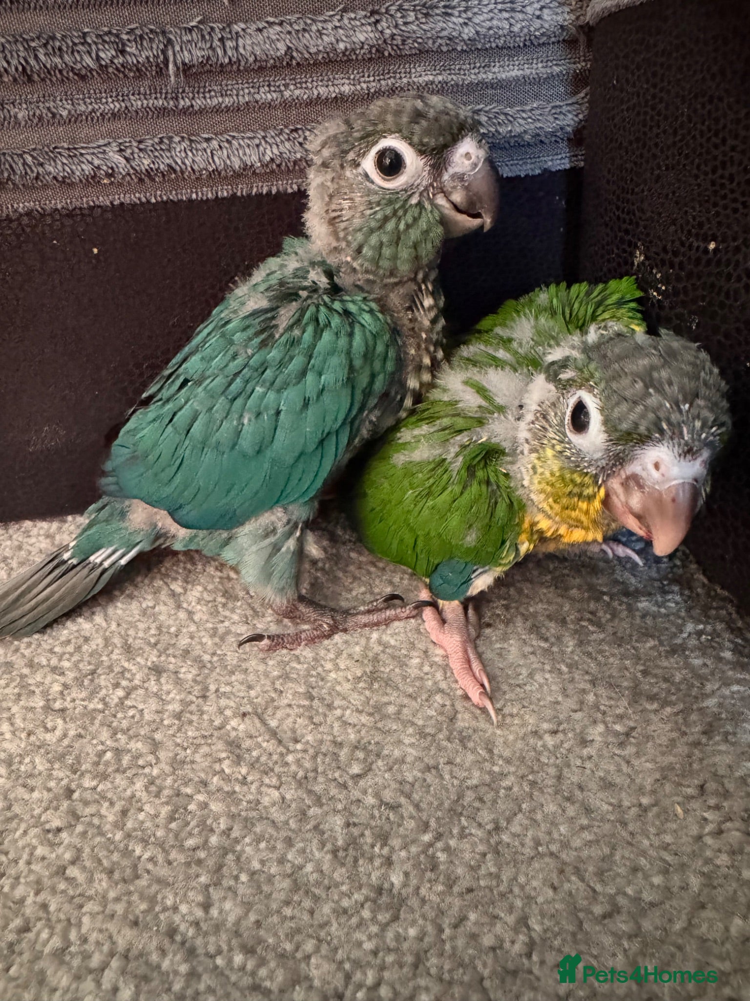 Conures birds Conures - Advert 7