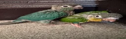 Conures birds for sale: Conures - Advert 4