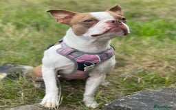 Boston Terrier dogs for sale: KC bostonTerrier puppies  - Image 13