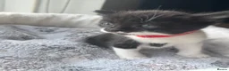 Mixed Breed cats for sale: Gorgeous kittens looking for forever home  - Advert 18