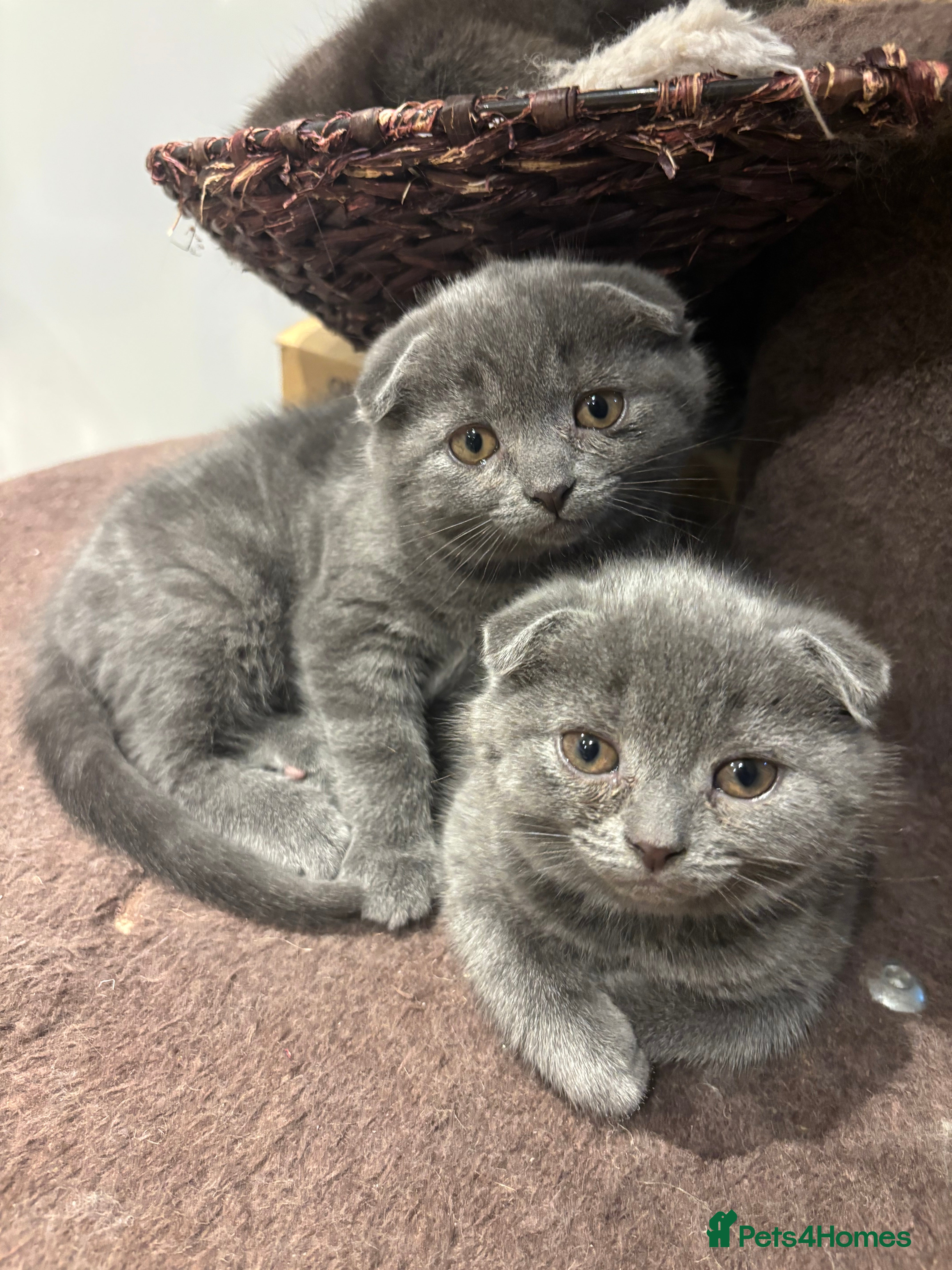 Scottish Fold cats Mother cat and Scottish fold kittens - Advert 9