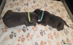 Cane Corso dogs for sale: 8 beautiful cane corsos  - Image 13