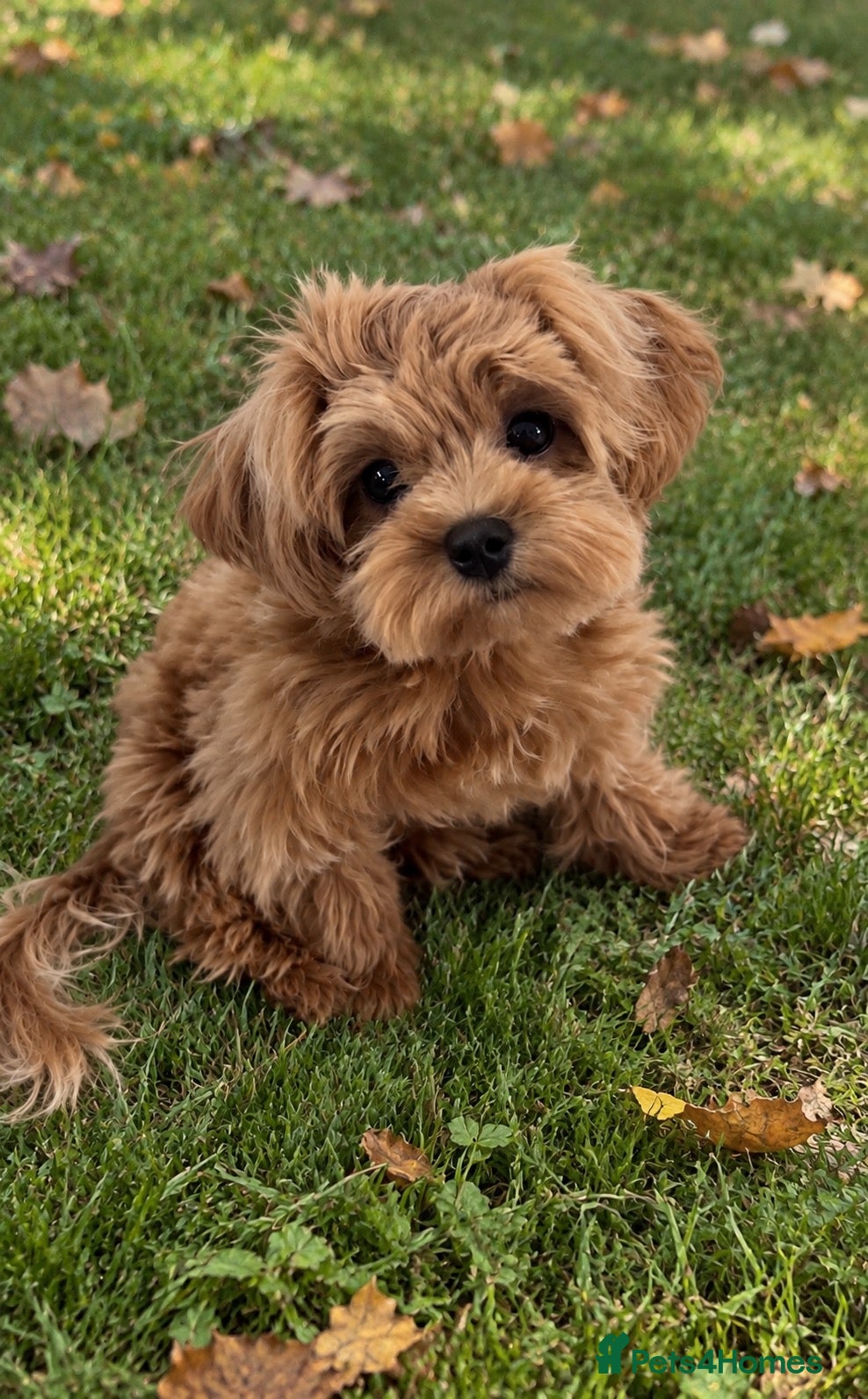 Maltipoo dogs Asian/Korean Maltipoo. DNA tested parents. - Advert 1