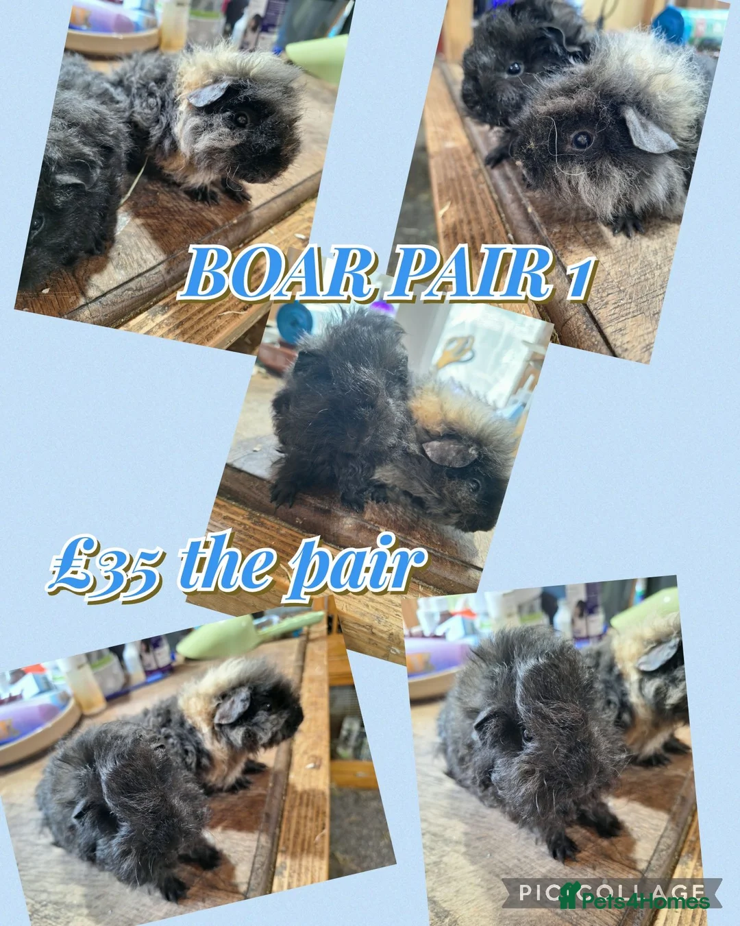 Guinea Pig rodents for sale: Pairs of Girl and Boy guinea pigs ready to leave - Advert 2