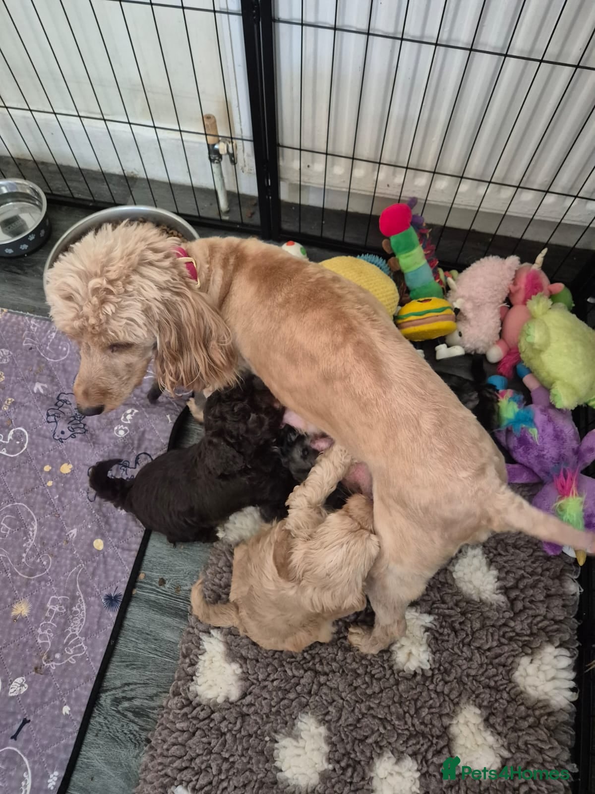 Cockapoo dogs F1b mini cockapoos  - Advert 1