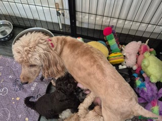 Cockapoo dogs F1b mini cockapoos - Advert 1