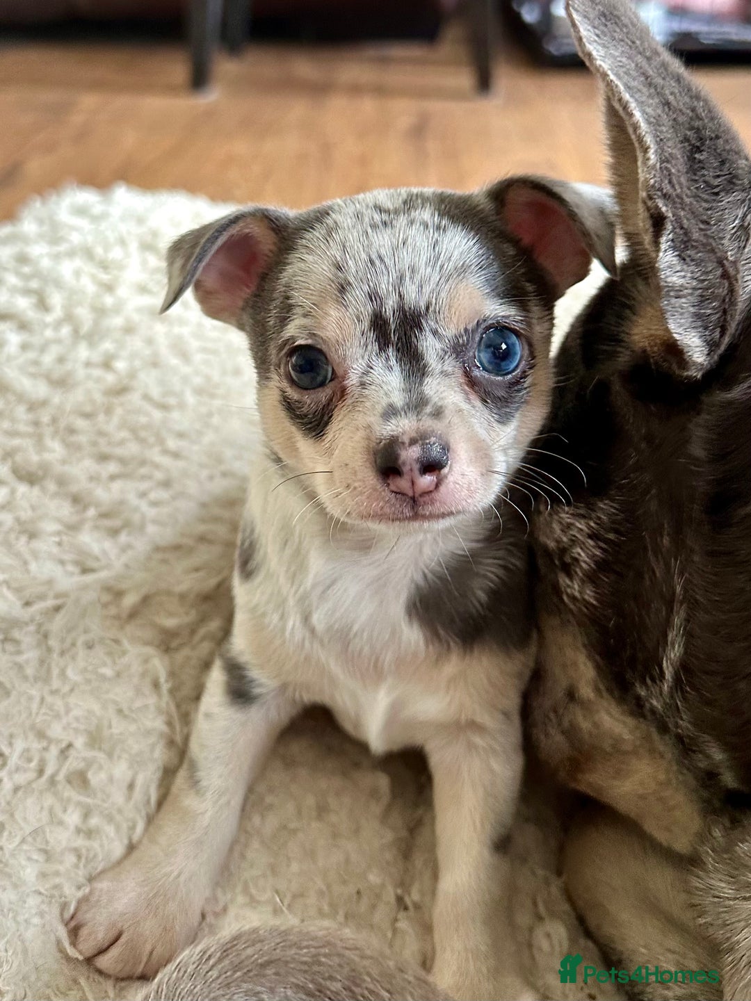 Chihuahua dogs for sale: Beautiful Chihuahua Babies - Image 7