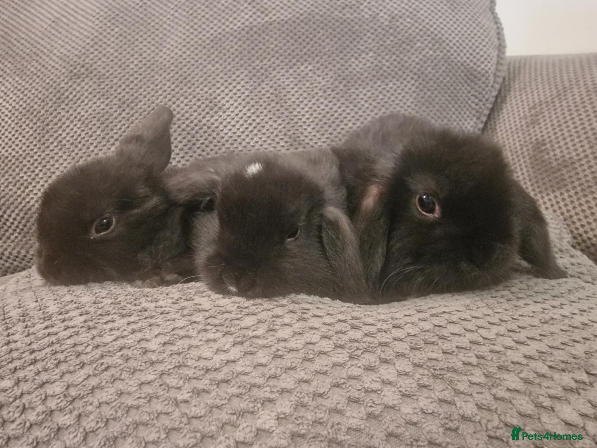 Mini Lop rabbits for sale: Beautiful mini lop bunnies  - Advert 1