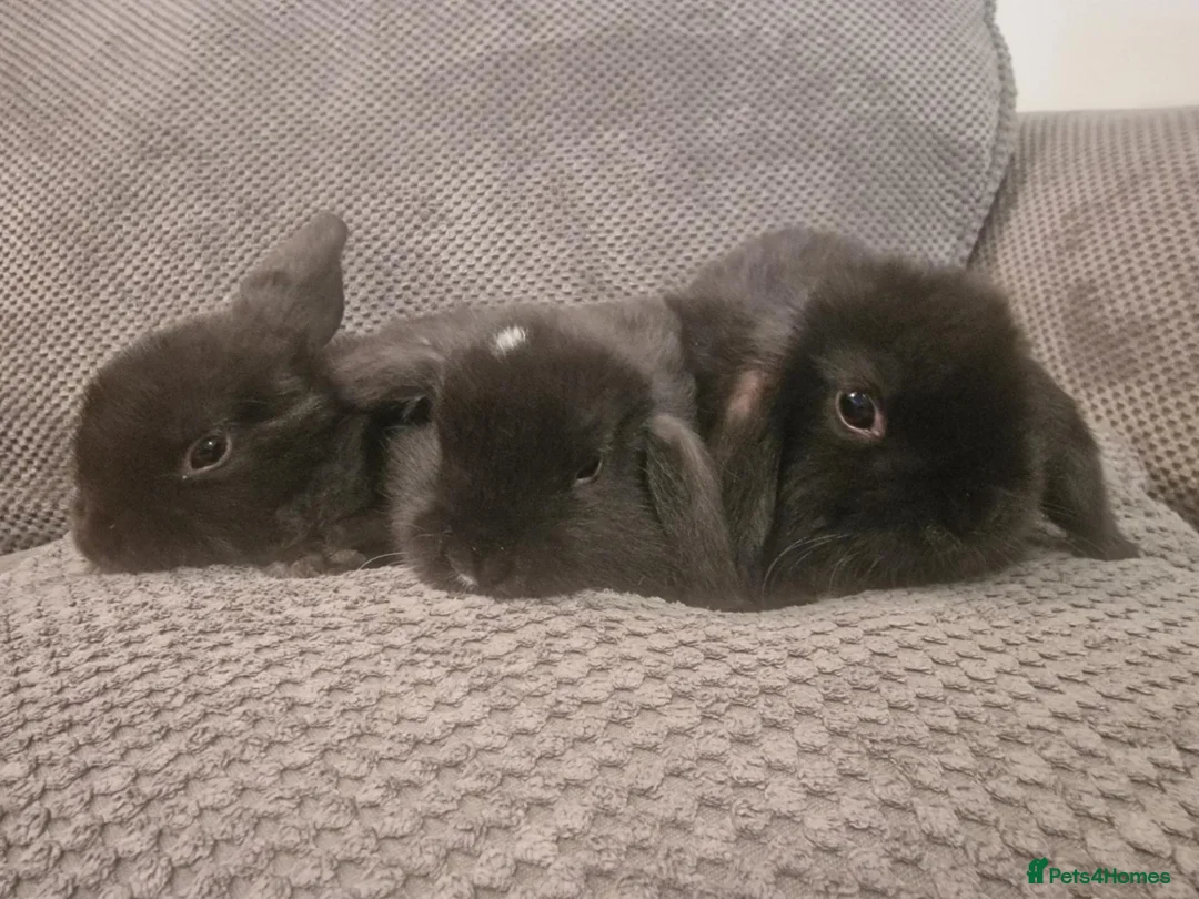 Mini Lop rabbits for sale: Beautiful mini lop bunnies  - Advert 1