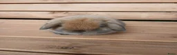 Mini Lop rabbits for sale: (ON HOLD) Stunning purebred mini lop baby buck - Advert 6