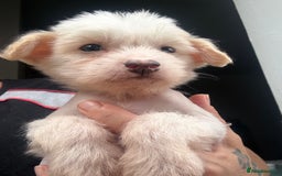 Chinese Crested dogs for sale: Cute Chinese Crested Hairy Hairless Boy.. 💙 - Image 1
