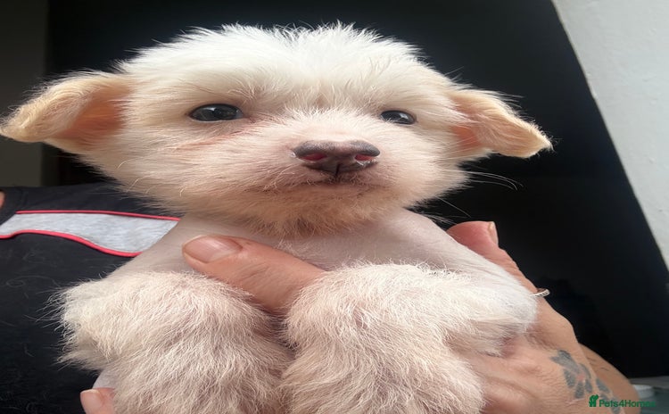 Chinese Crested dogs for sale - Advert 2