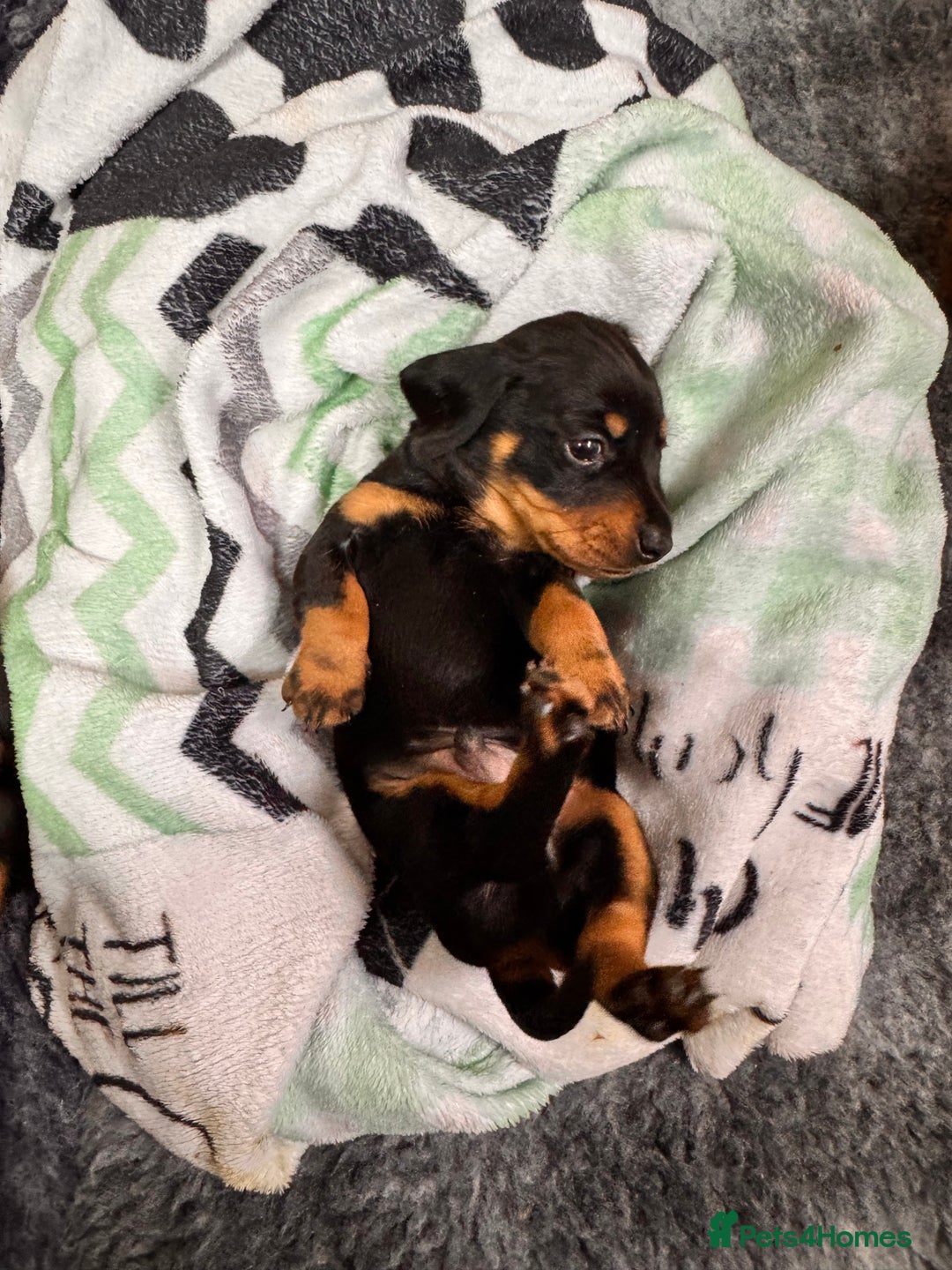 Miniature Dachshund dogs for sale: 5 gorgeous miniature dachshund puppies for sale  - Image 11