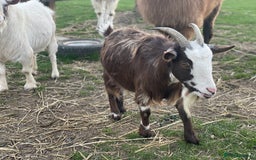 Goats livestock for sale: Small goat herd - Image 7