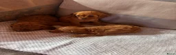 Cavapoo dogs for sale: Cavapoos  in Worcester - Advert 8