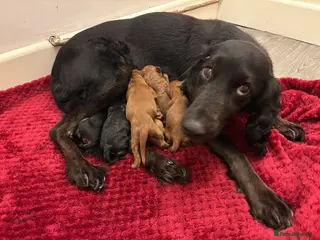 Cockapoo dogs Cockapoo Puppies - Advert 1