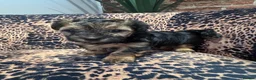 Morkie dogs for sale: Gorgeous Morkie Puppies  - Advert 14