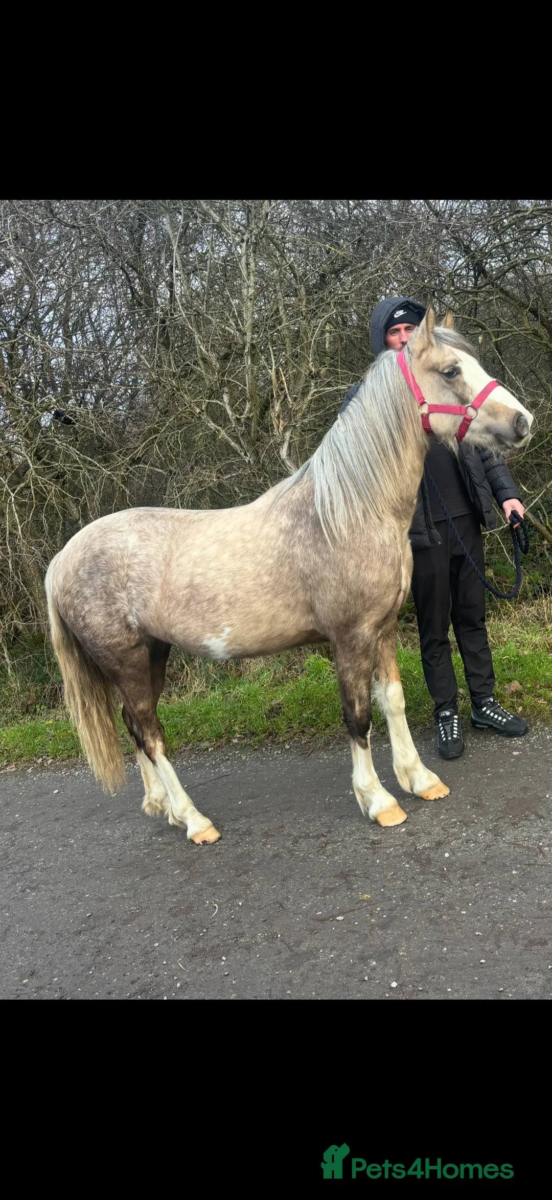 Welsh Section C horses for sale: Quality Dappled Palomino Welsh Section C – Rising  - Advert 2