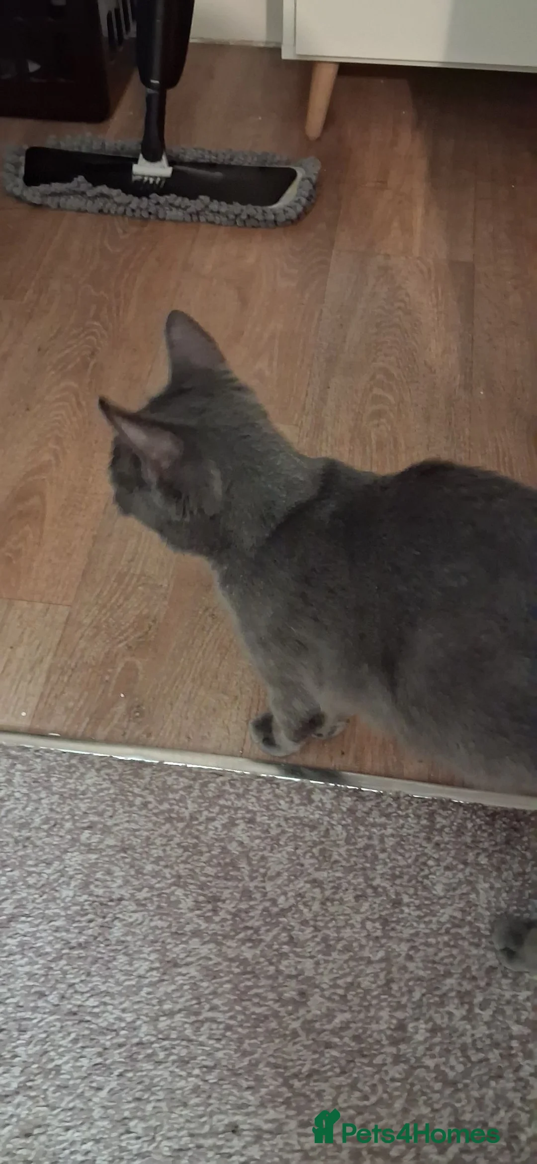 Mixed Breed cats for sale: Adorable playful kittens - Advert 1