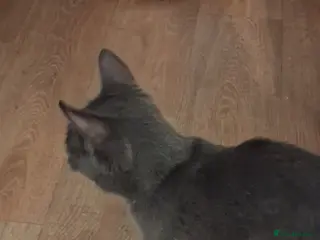 Mixed Breed cats Playgul kittens 100 pounds - Advert 5