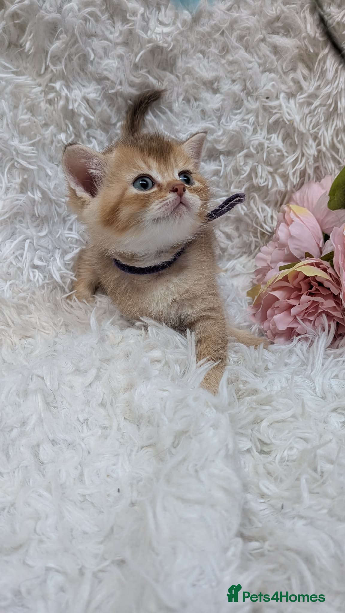 British Longhair cats BEAUTIFUL BRITISH SHORTHAIR & LONGHAIR KITTENS  - Advert 4